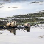 Schottland für Solo-Traveler