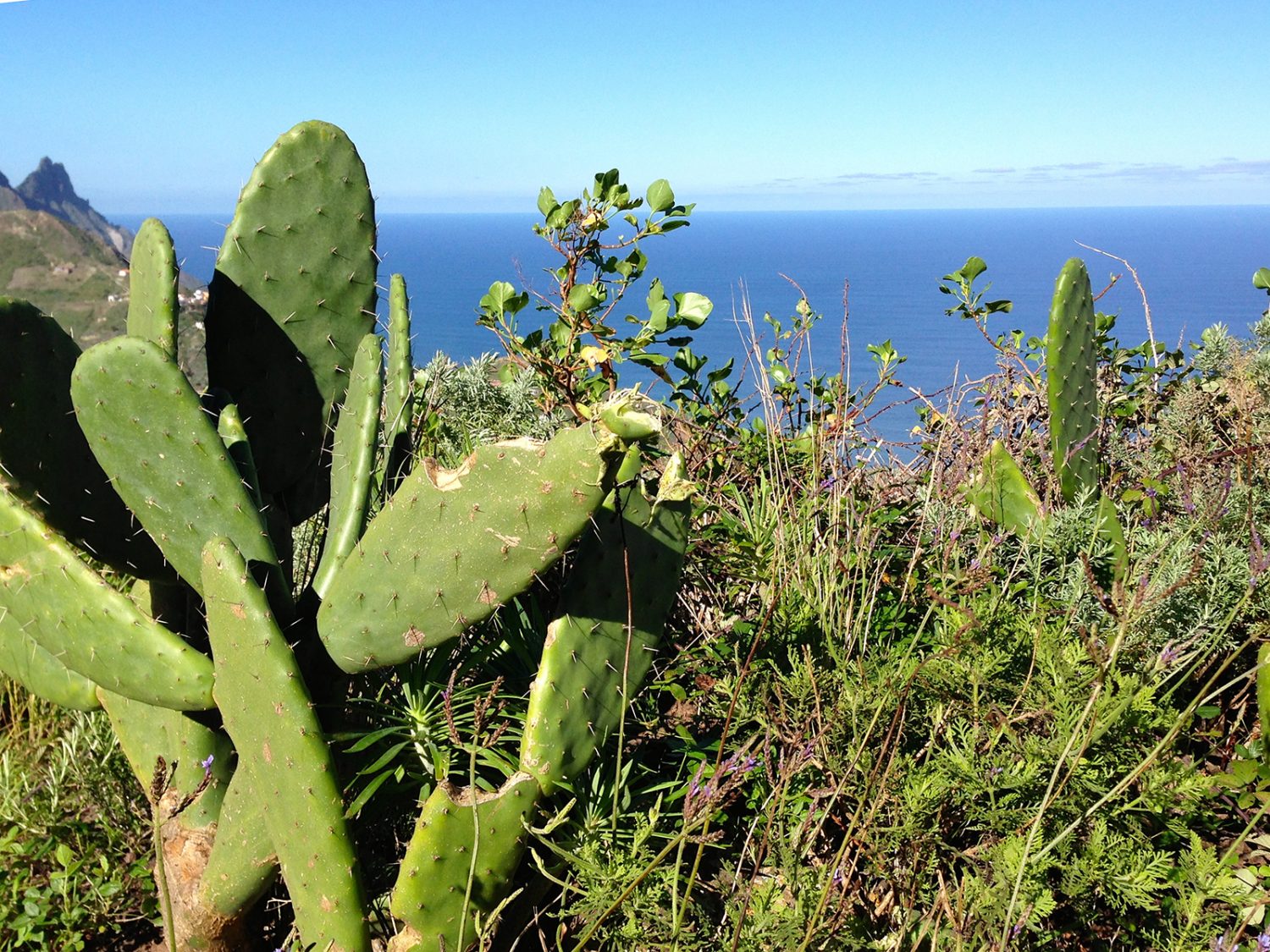Teneriffa to go: 20 Tipps, Tricks und Fakten für den nächsten Urlaub auf den Kanaren