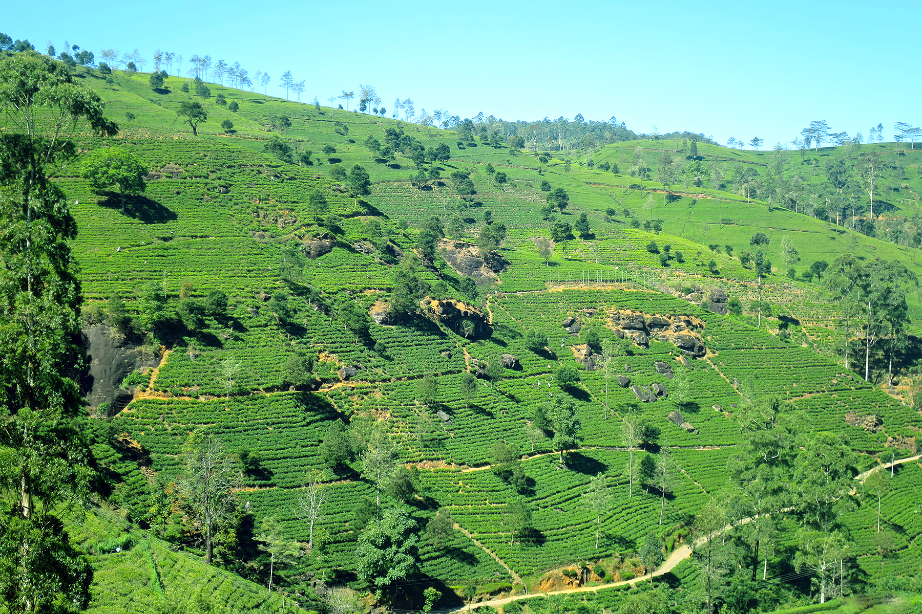 Abwarten und Tee trinken: Reise zu den Tee-Plantagen auf Sri Lanka