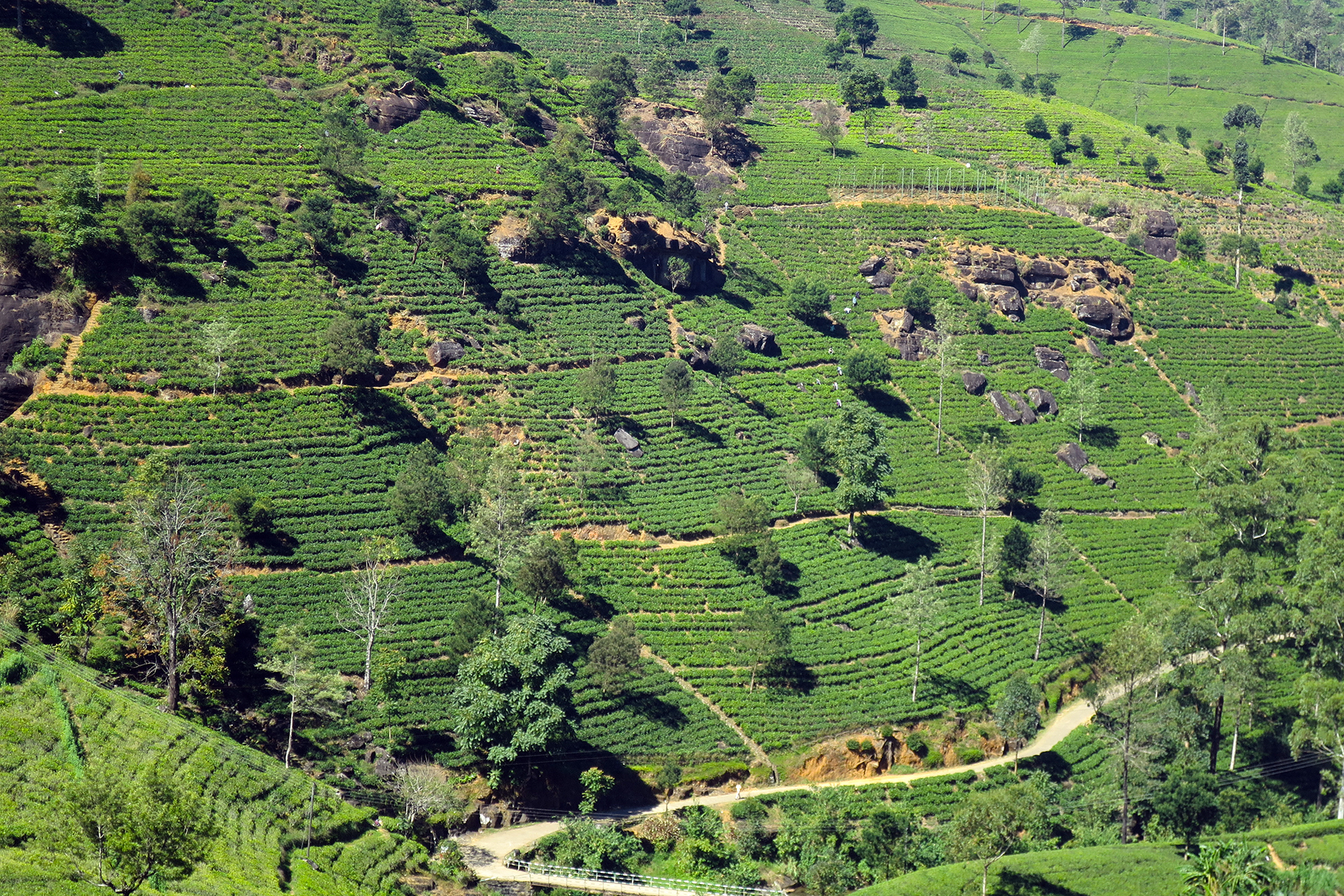 Abwarten und Tee trinken: Reise zu den Tee-Plantagen auf Sri Lanka
