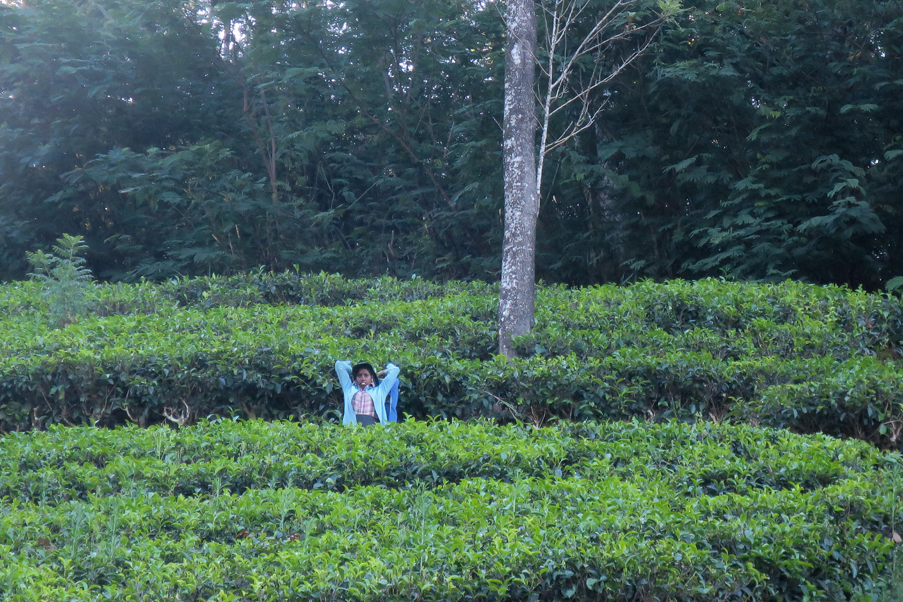 Abwarten und Tee trinken: Reise zu den Tee-Plantagen auf Sri Lanka