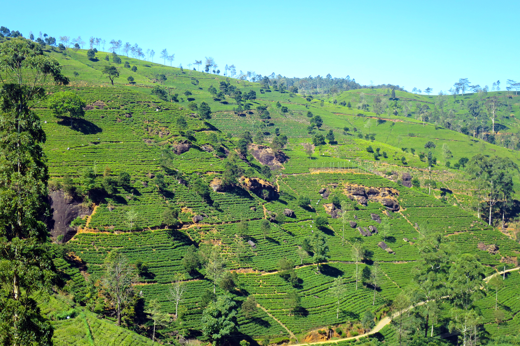 Abwarten und Tee trinken: Reise zu den Tee-Plantagen auf Sri Lanka