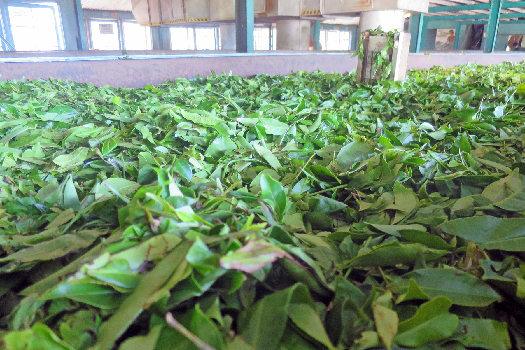 Abwarten und Tee trinken: Reise zu den Tee-Plantagen auf Sri Lanka