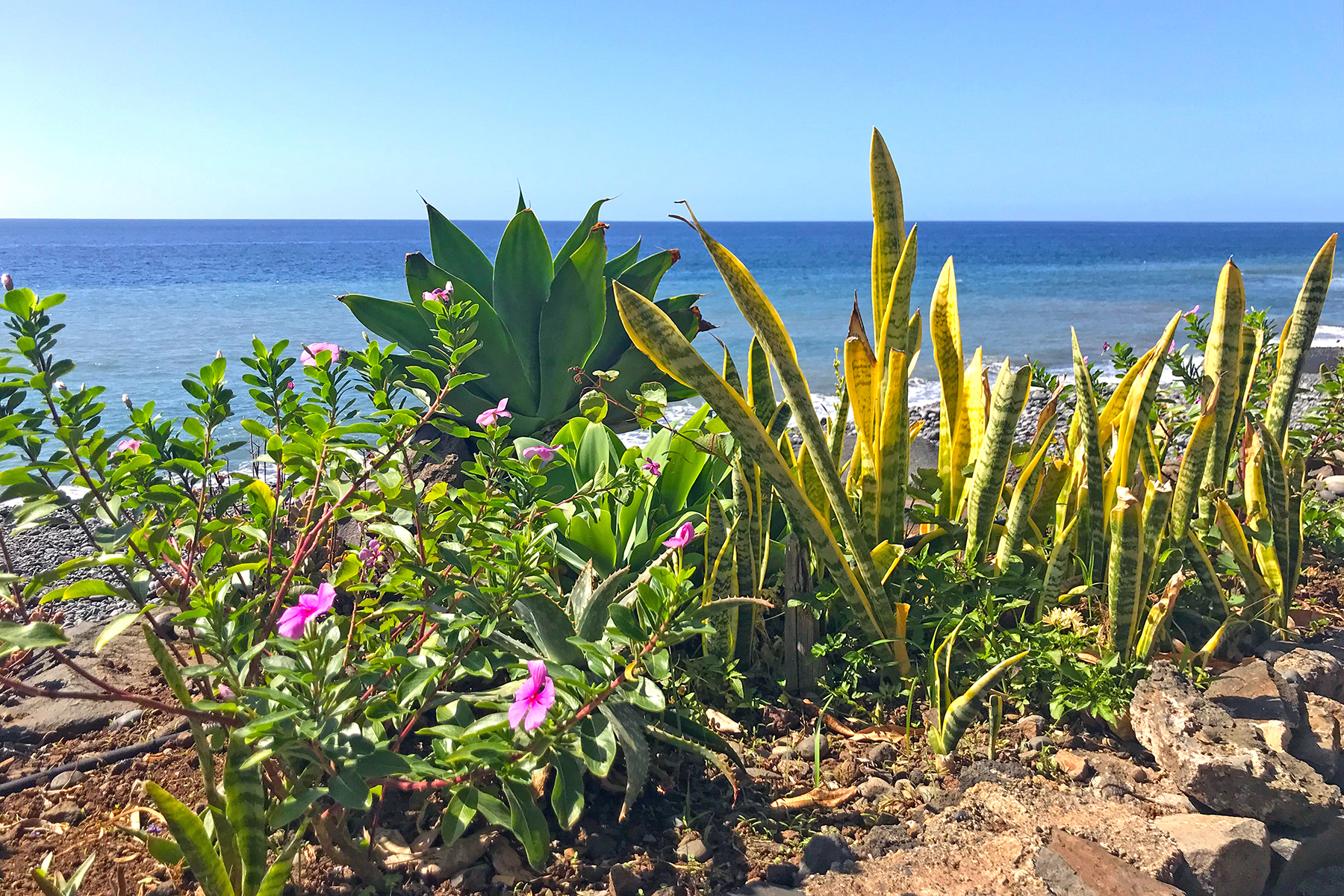 Fajã dos Padres: Die Insel an der Insel auf Madeira