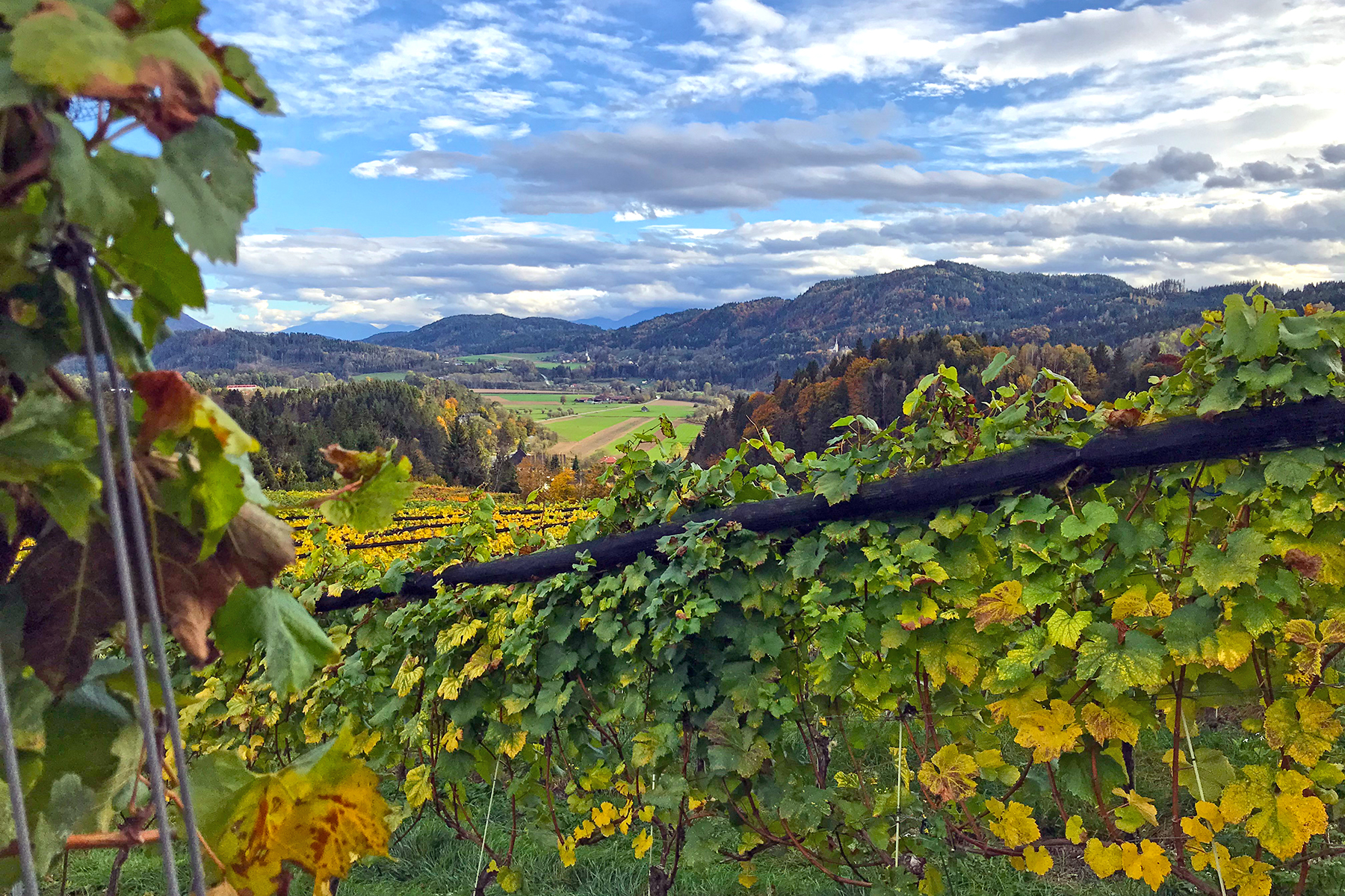 Wein aus Kärnten: 7 Orte in Mittelkärnten, wo man Kärntner Wein genießen kann