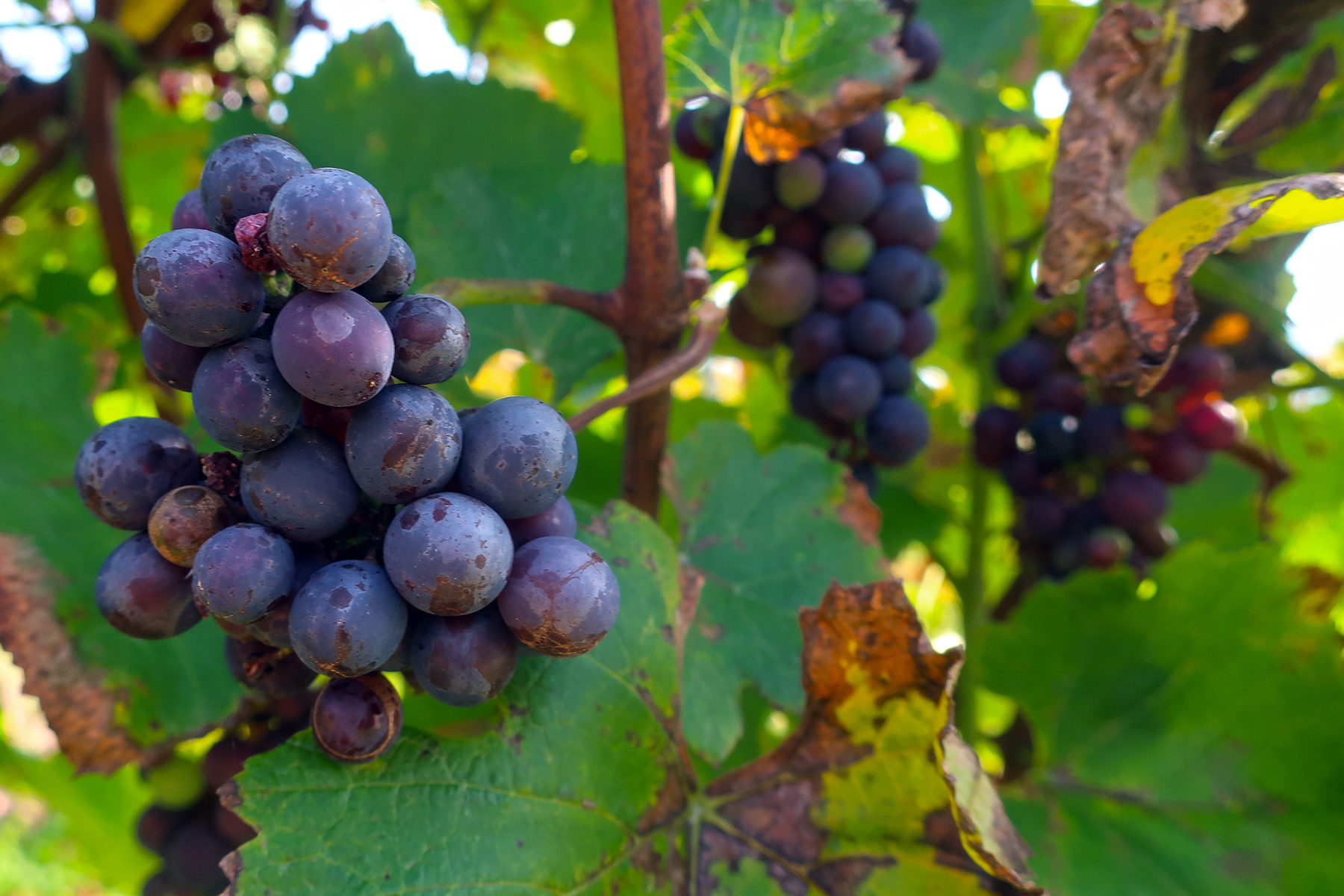 Wein aus Kärnten: 7 Orte in Mittelkärnten, wo man Kärntner Wein genießen kann
