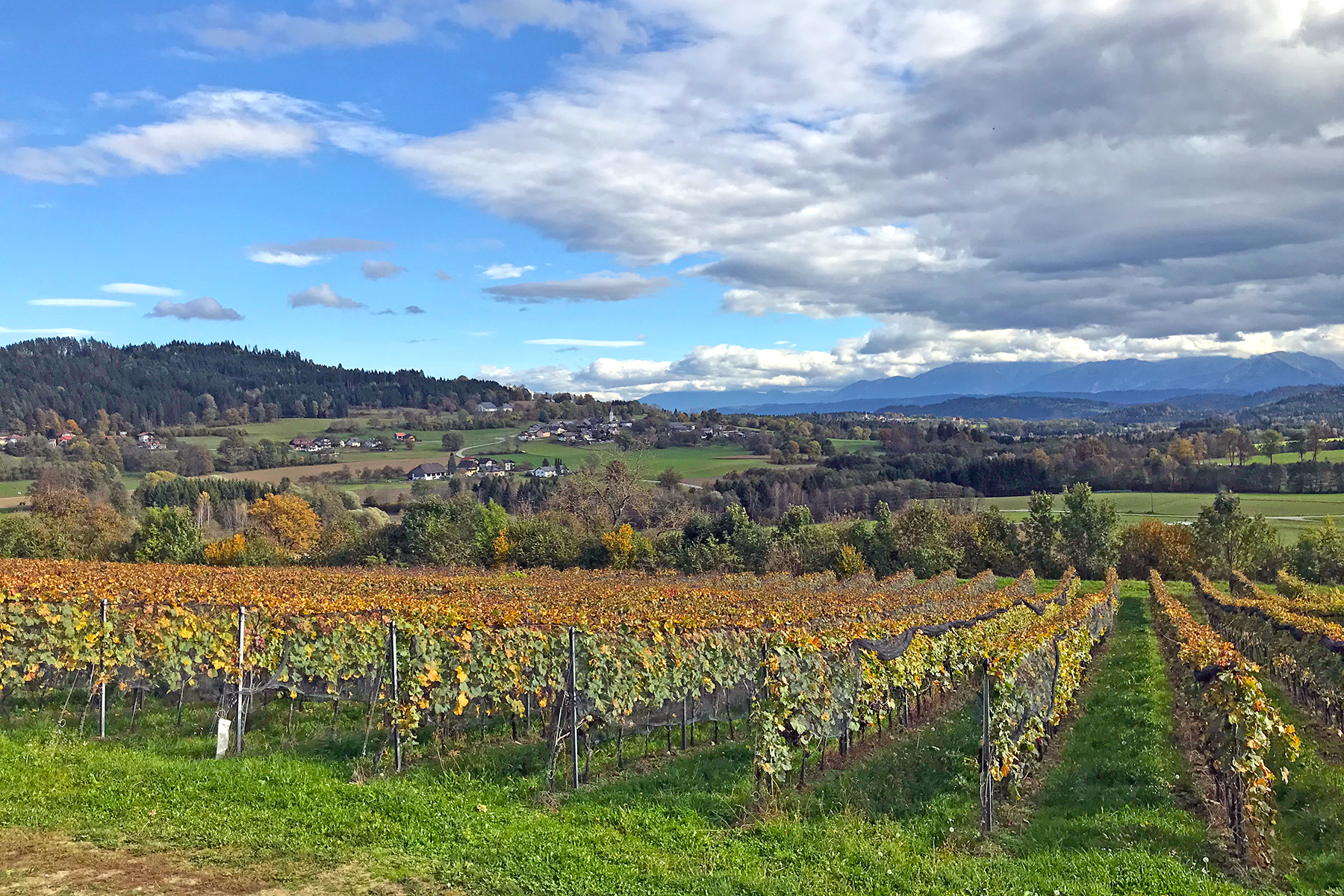 Wein aus Kärnten: 7 Orte in Mittelkärnten, wo man Kärntner Wein genießen kann