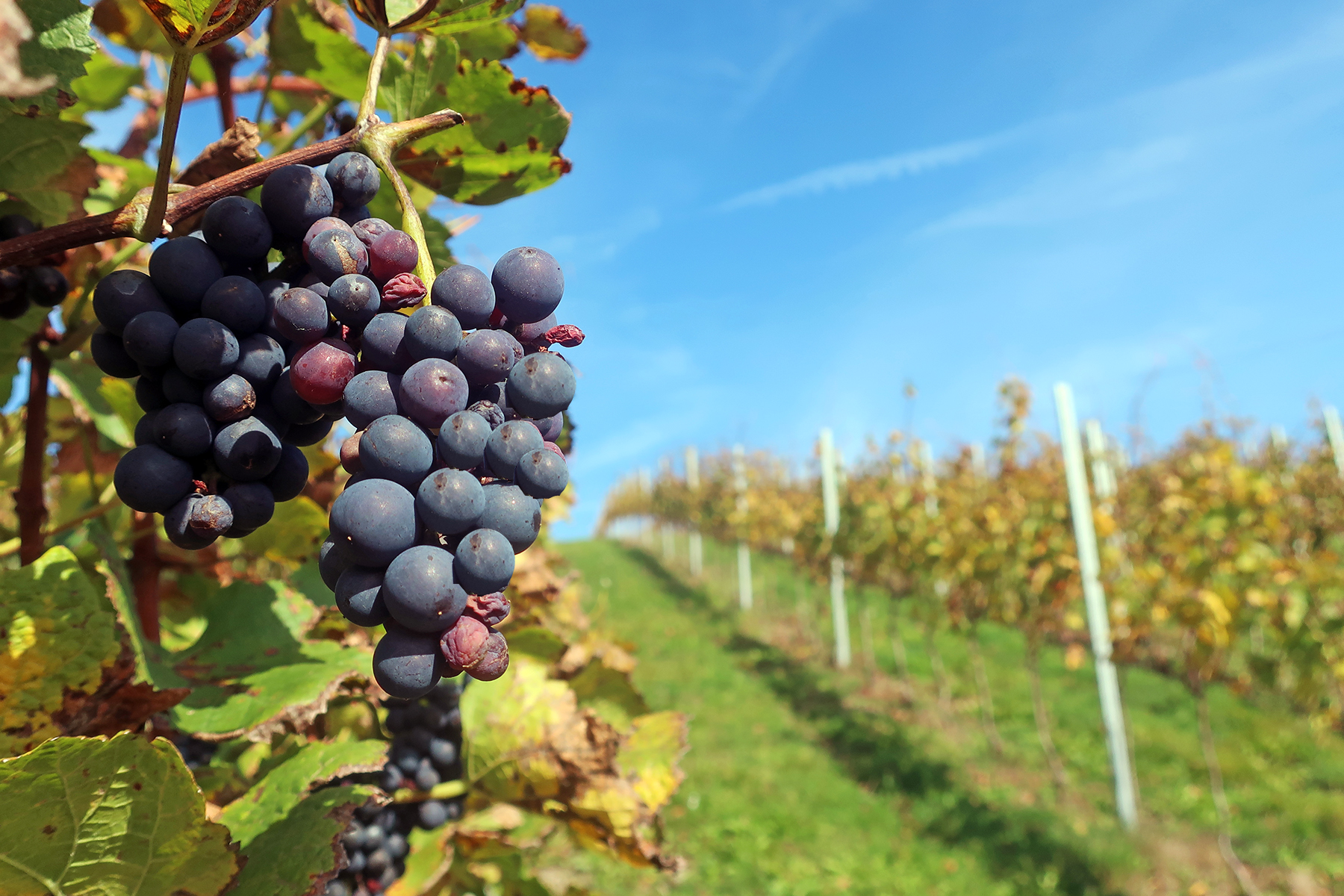 Wein aus Kärnten: 7 Orte in Mittelkärnten, wo man Kärntner Wein genießen kann