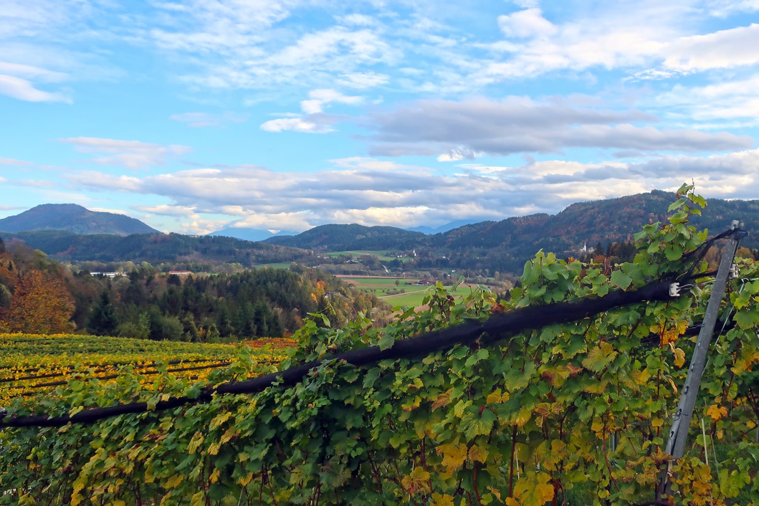 Wein aus Kärnten: 7 Orte in Mittelkärnten, wo man Kärntner Wein genießen kann