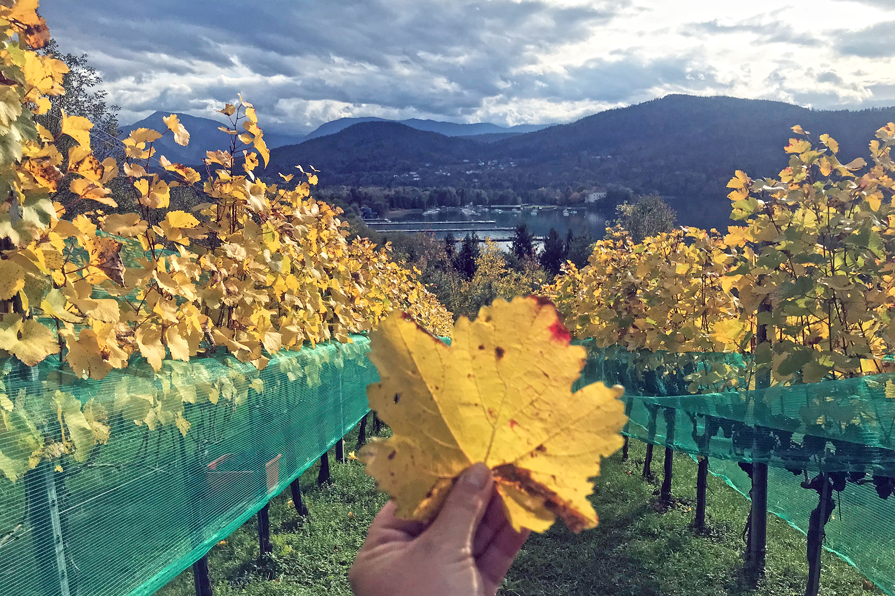 Wein aus Kärnten: 7 Orte in Mittelkärnten, wo man Kärntner Wein genießen kann