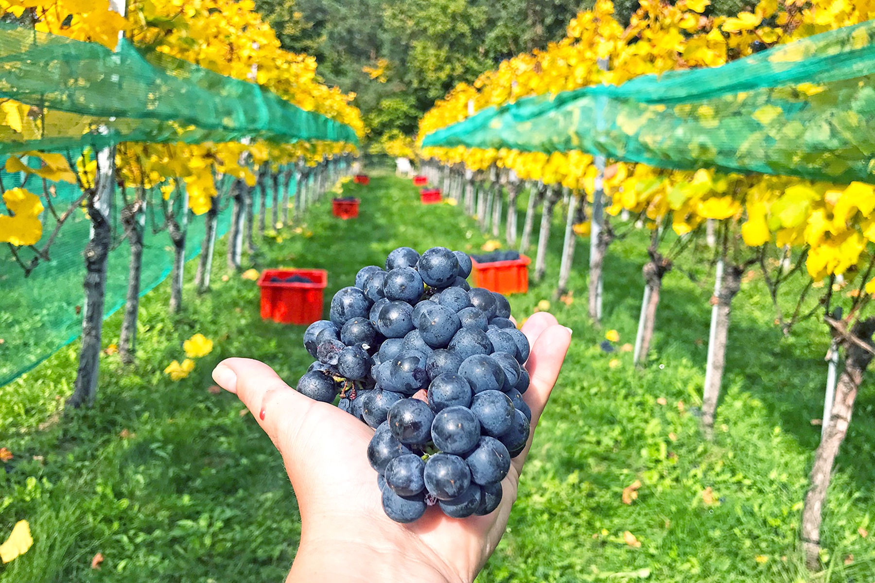 Wein aus Kärnten: 7 Orte in Mittelkärnten, wo man Kärntner Wein genießen kann
