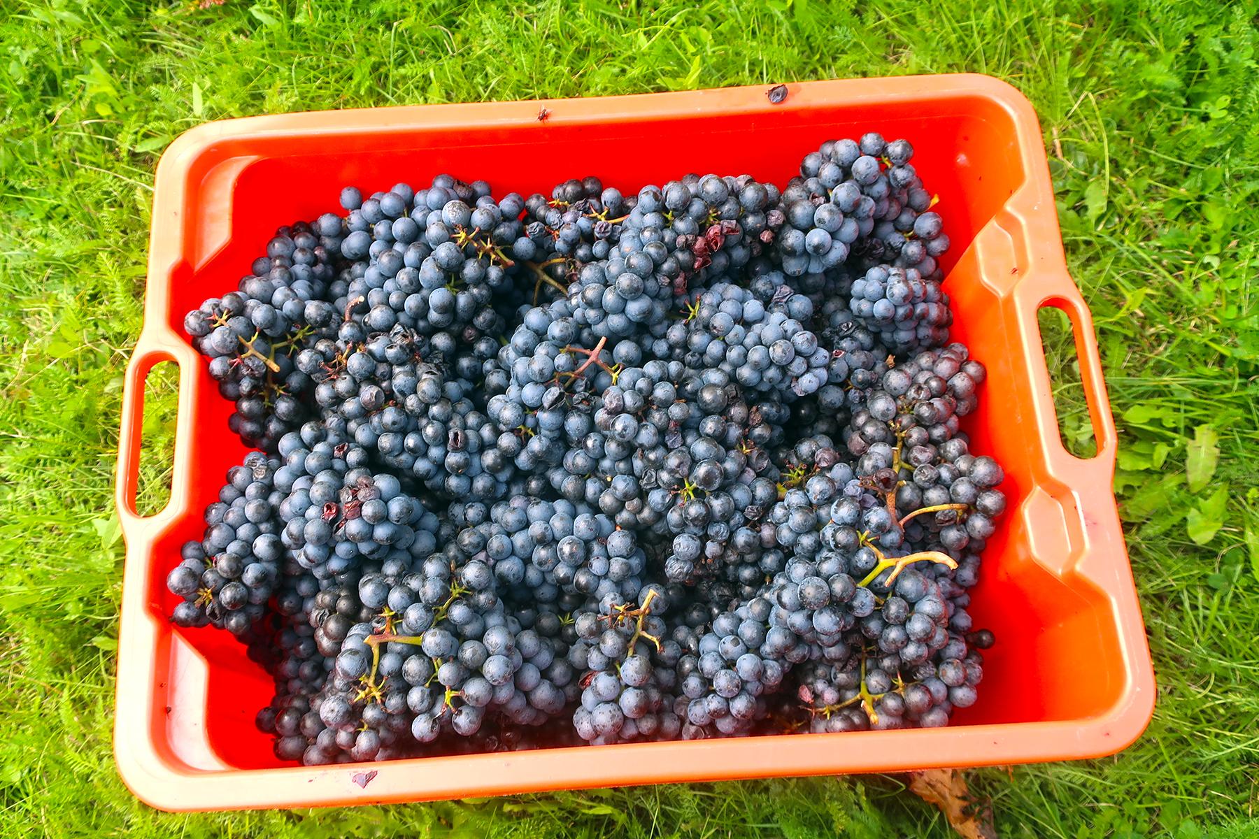 Wein aus Kärnten: 7 Orte in Mittelkärnten, wo man Kärntner Wein genießen kann