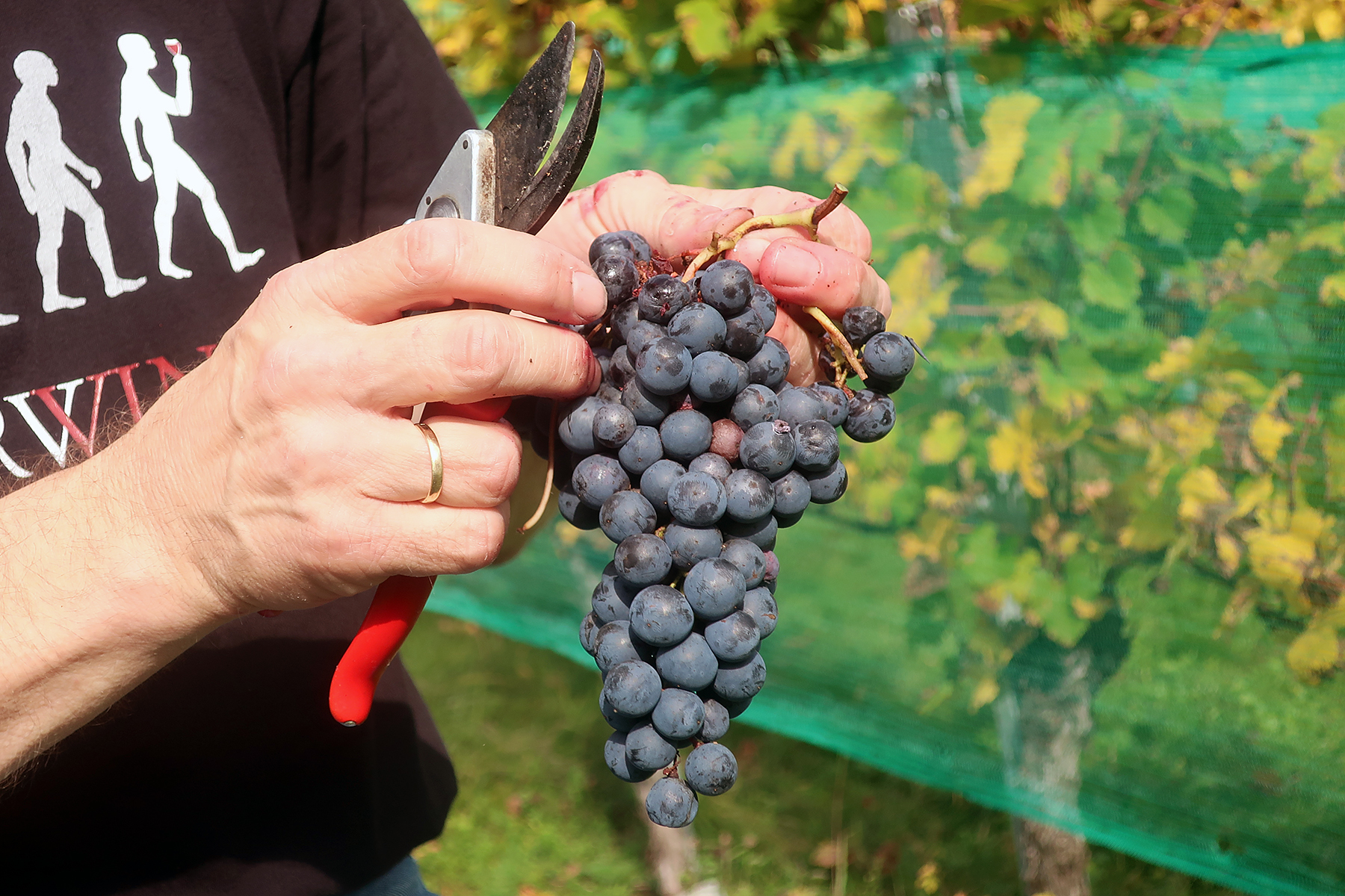 Wein aus Kärnten: 7 Orte in Mittelkärnten, wo man Kärntner Wein genießen kann