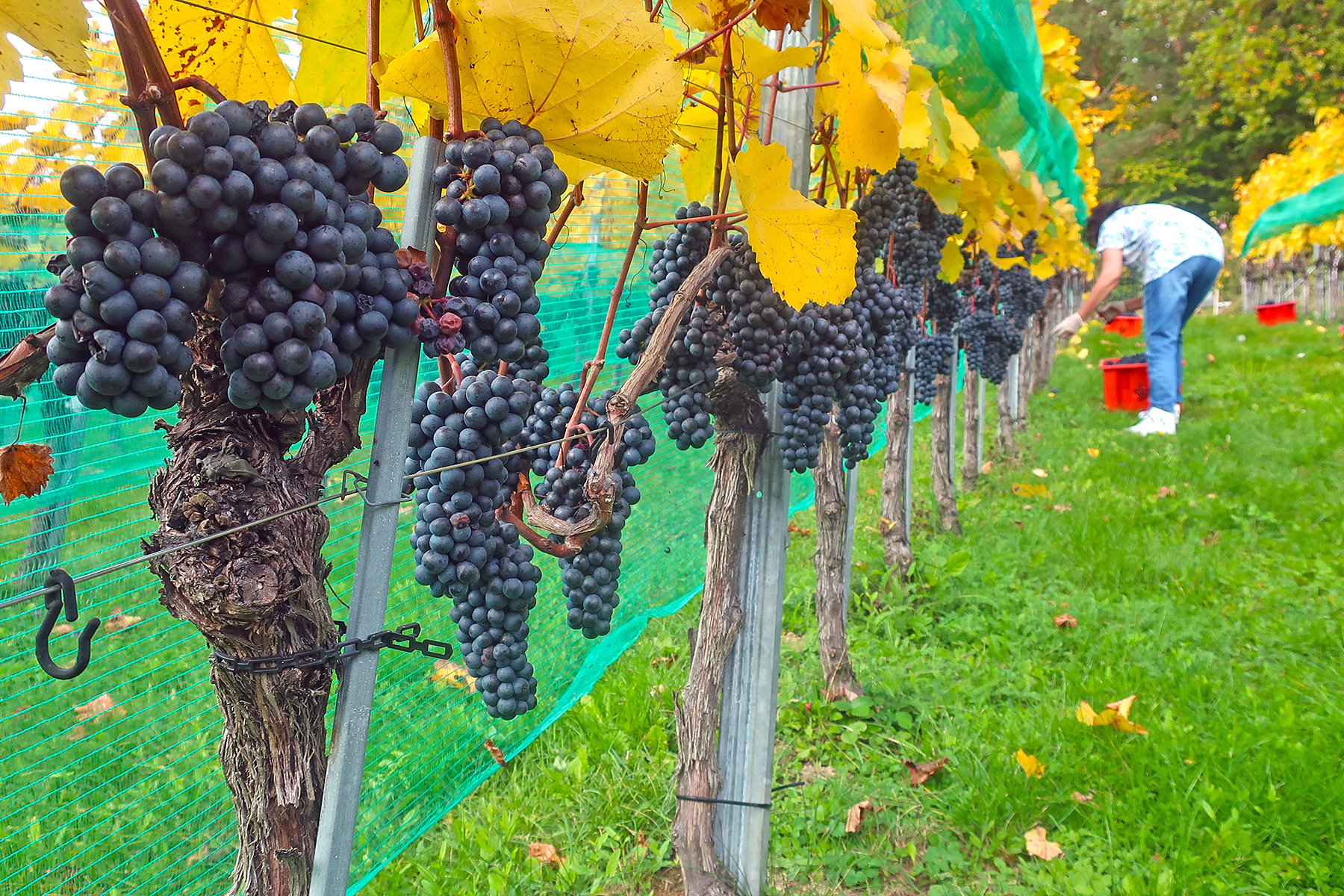 Wein aus Kärnten: 7 Orte in Mittelkärnten, wo man Kärntner Wein genießen kann