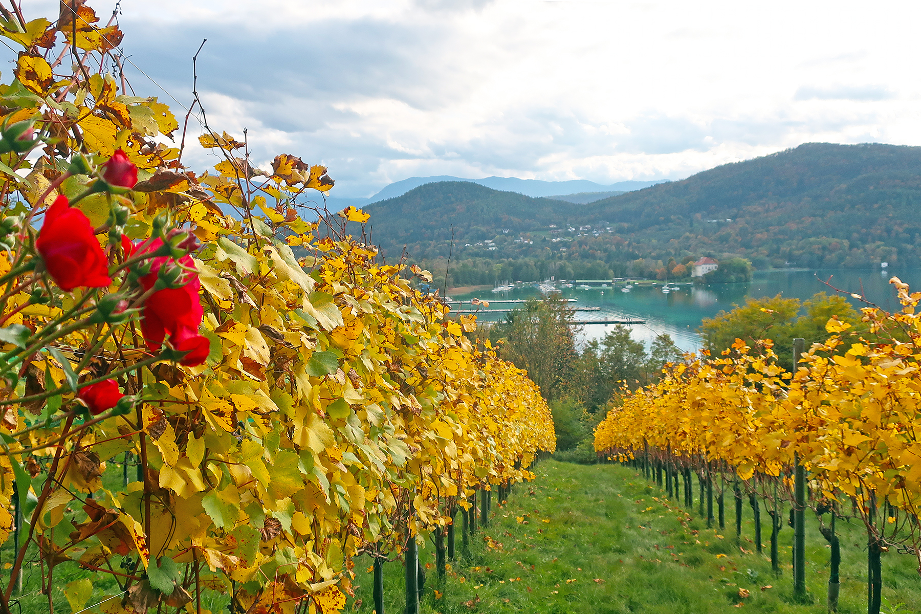 Wein aus Kärnten: 7 Orte in Mittelkärnten, wo man Kärntner Wein genießen kann