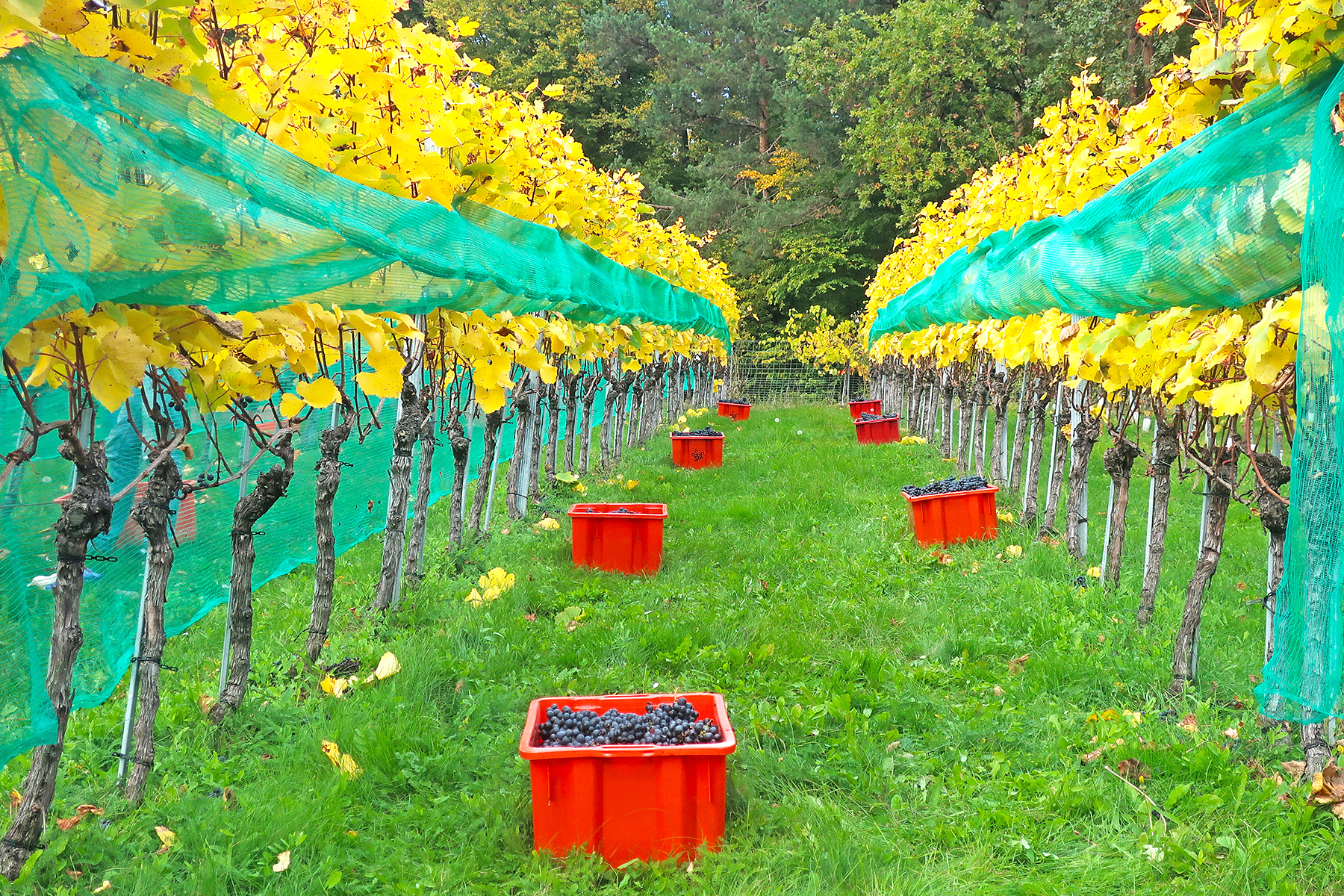 Wein aus Kärnten: 7 Orte in Mittelkärnten, wo man Kärntner Wein genießen kann