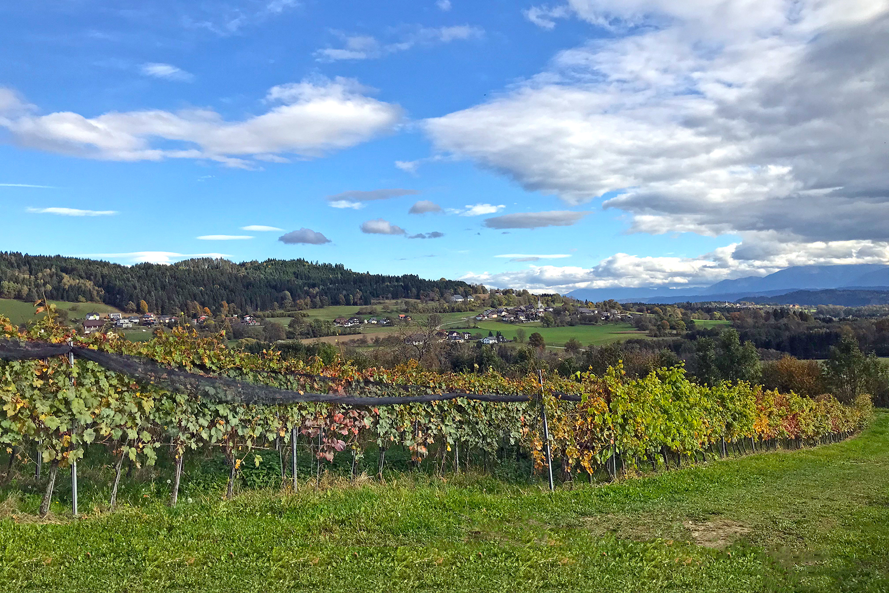 Wein aus Kärnten: 7 Orte in Mittelkärnten, wo man Kärntner Wein genießen kann
