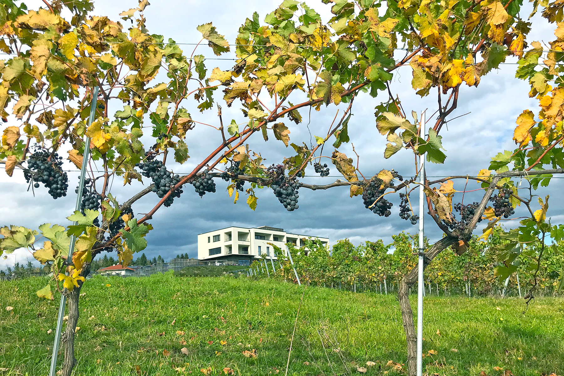 Wein aus Kärnten: 7 Orte in Mittelkärnten, wo man Kärntner Wein genießen kann