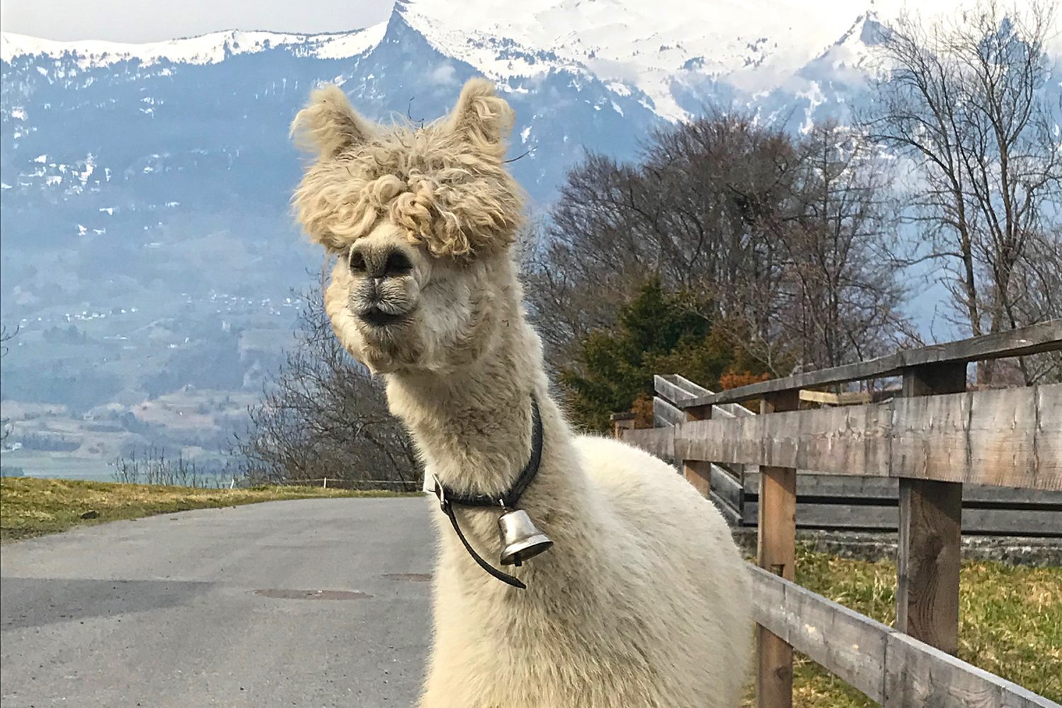 Mit Lamas und Alpakas in Liechtenstein wandern