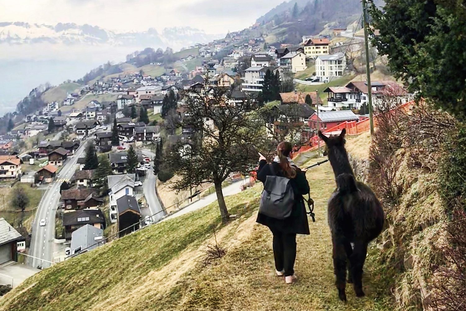 Mit Lamas und Alpakas in Liechtenstein wandern