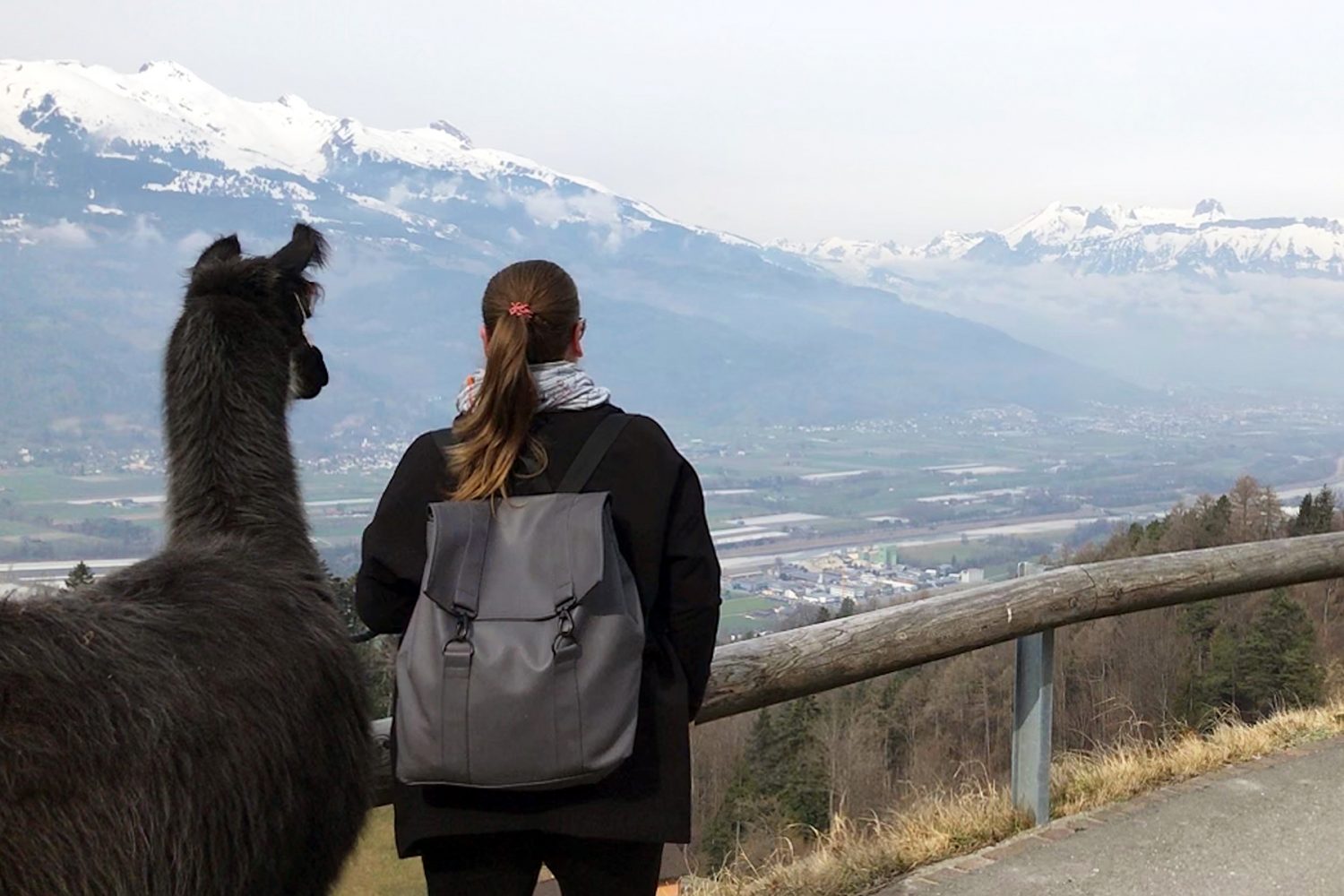 Mit Lamas und Alpakas in Liechtenstein wandern
