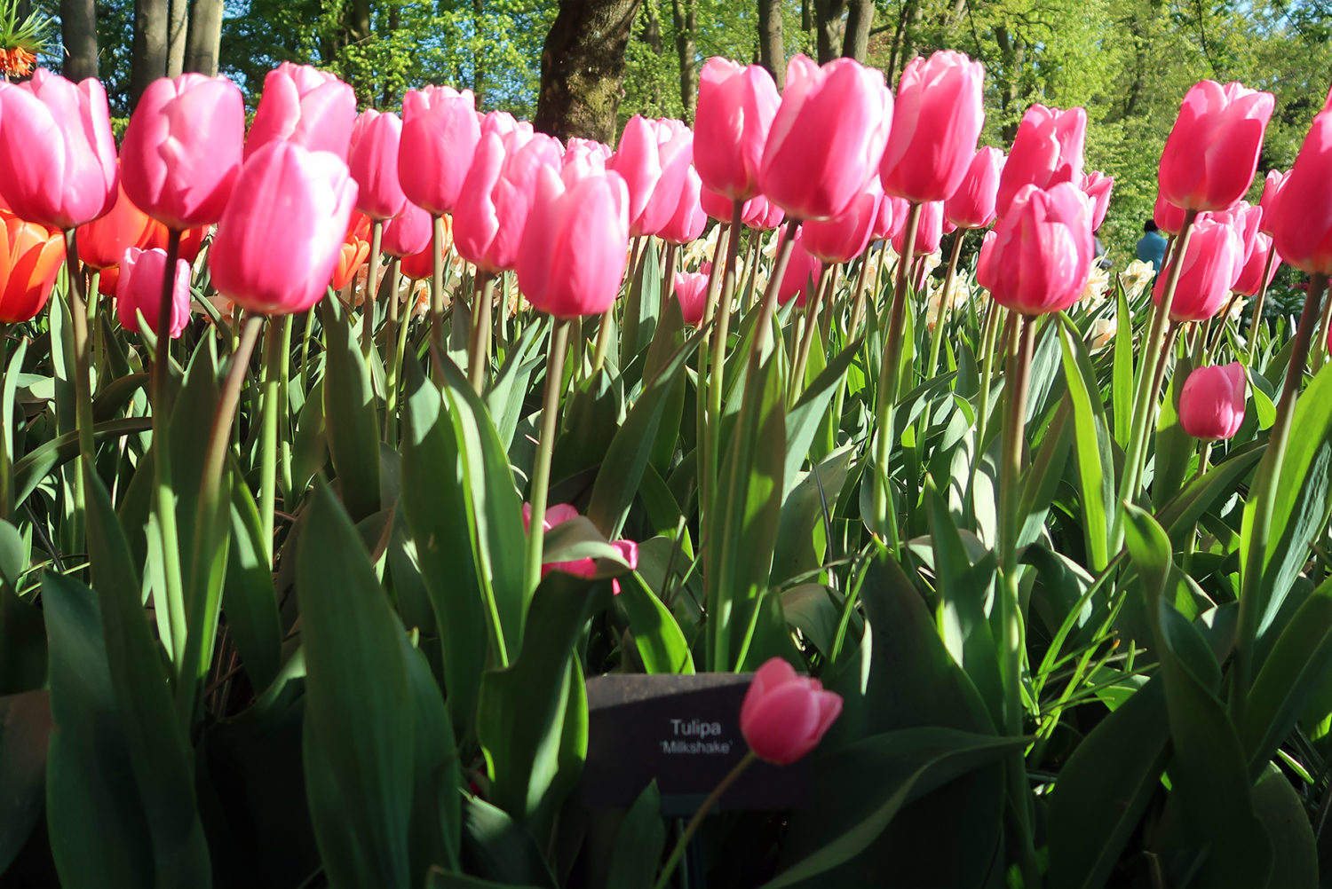 Keukenhof Holland: Fragen & Antworten zum Besuch 2023